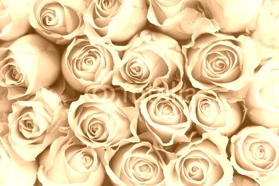 Pink Roses