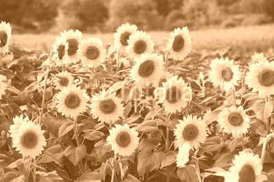 sunflower blooming in the field in summer
