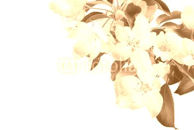Apple blossom brunch_6