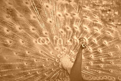 peacock