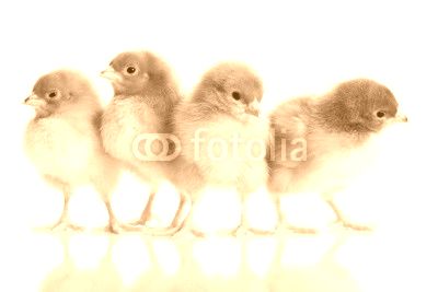 Photo of small cute chickens