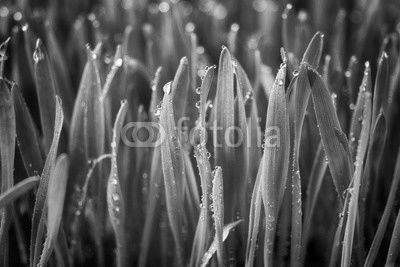 green grass