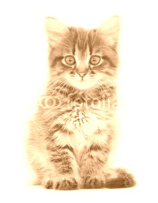 Kitten on a white background