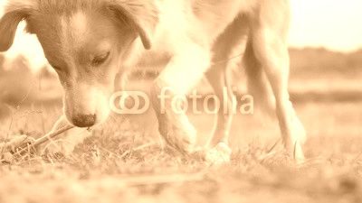 Domesticated canine mammal Canis lupus familiaris eating bones outdoor slow-mo 1920X1080 HD footage - Slow motion of domestic dog feeding in nature 1080p FullHD video 