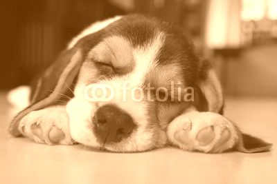 beagle puppy