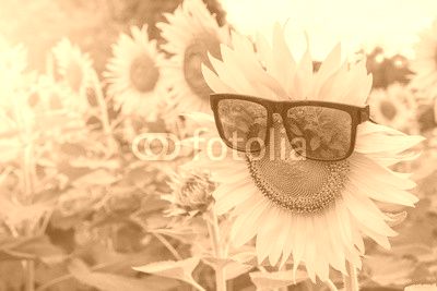sunglasses of Sunflower blooming in Sunflowers garden