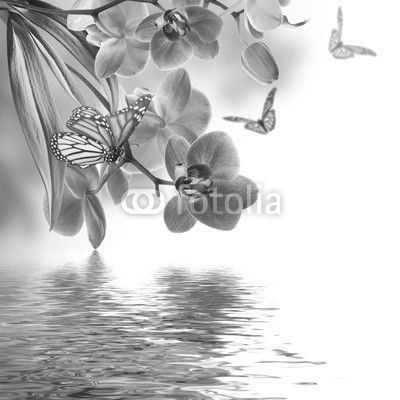 Floral background of tropical orchids and  butterfly
