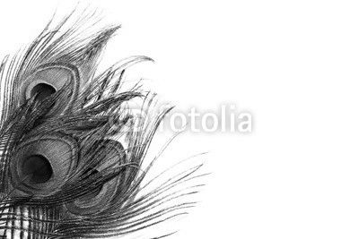 Peacock Feather