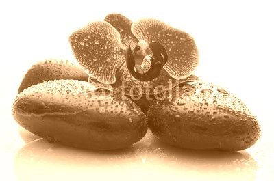 Violet orchid on black spa stones with water drops