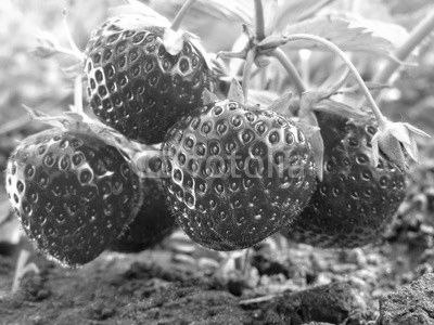 close-up of ripe strawberry