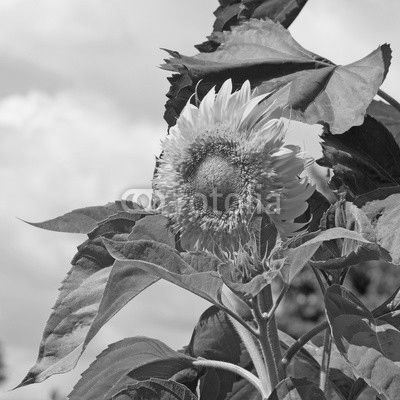 Sonnenblume, Helianthus annuus