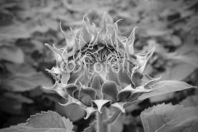 Sunflower field