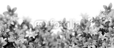 frame of bluebells