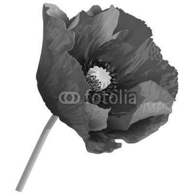 Poppy flower on a green stem.