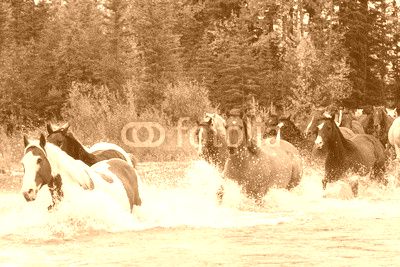 Horses Crossing a River in Alberta, Canada