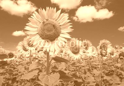 Coltivazione di girasoli in un campo umbro