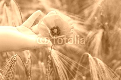 Woman holds red poppy in a hand in the field in summertime