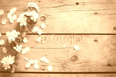 Tender spring apple tree flowers on aged vintage wooden backgrou