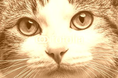 a cat portrait close up