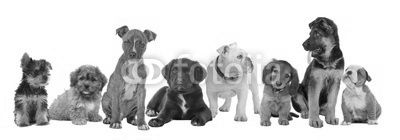 large group of puppies
