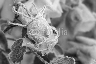 Blumen 305