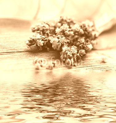Lavendelblüten mit Spiegelung