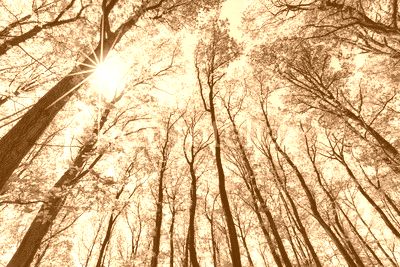 Grüner Wald im Sonnenlicht 