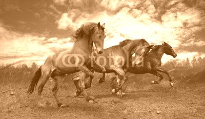 wild jump bay horses