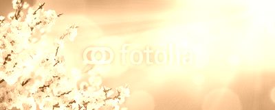 Spring Blooming - Almond Blossoms With Sunlight In The Sky
