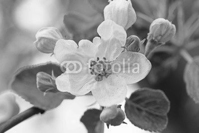 apfelbaum blüte