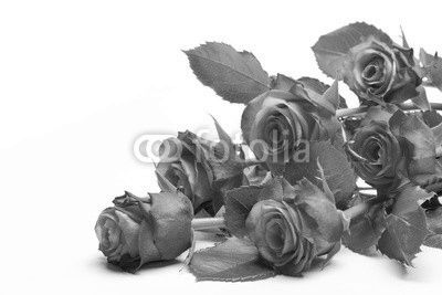 Pink roses bouquet