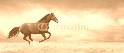 Black horse runs full gallop on field