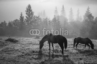 Mountain landscape with grazing horse