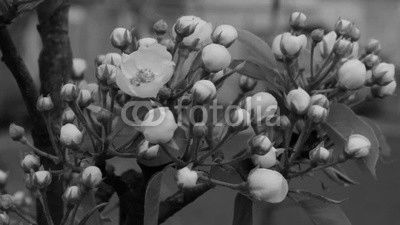 Flowers Of Apple Tree.