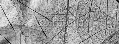 green foliage texture