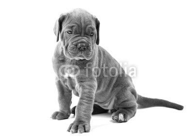 Beautiful young puppy italian mastiff cane corso (1 month)