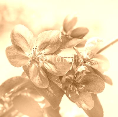 pink flowers on the branches of fruit trees. Apple tree in blossom