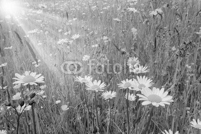 Bunte Blumenwiese im Frühling und Sonnenstrahlen
