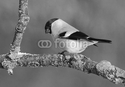 Снегирь, bullfinch