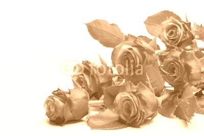 Pink roses bouquet