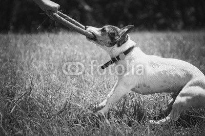 man playing with small dog breeds Jack Russell Terrier in a bright ring on the grass on a summer day