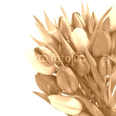 fresh spring tulip flowers with water drops