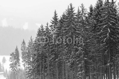 Christmas winter landscape, spruce and pine trees covered in snow on a mountain road