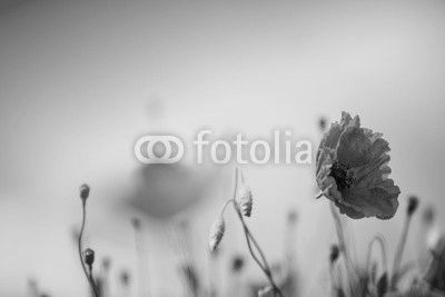 Mohnblumen auf Sommerwiese