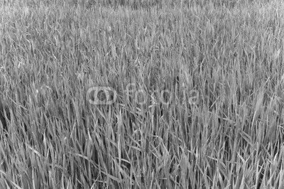Green grass