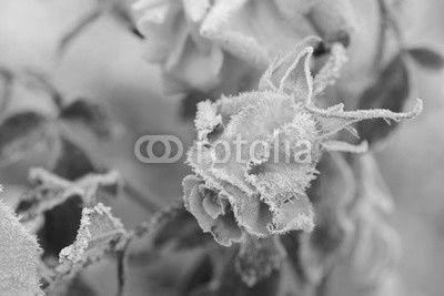 Blumen 251