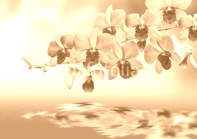 Orchids and reflection