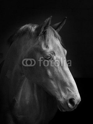 Horse Headshot