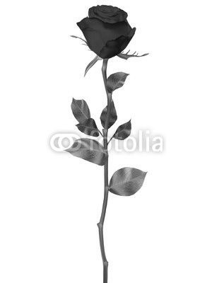 Red Rose isolated on white. EPS 10
