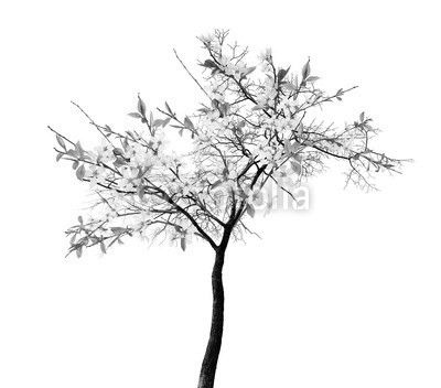 cherry spring tree with large white blooms